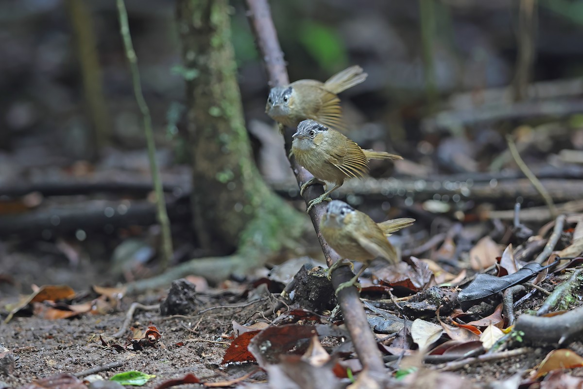 Gray-throated Babbler - ML642380514