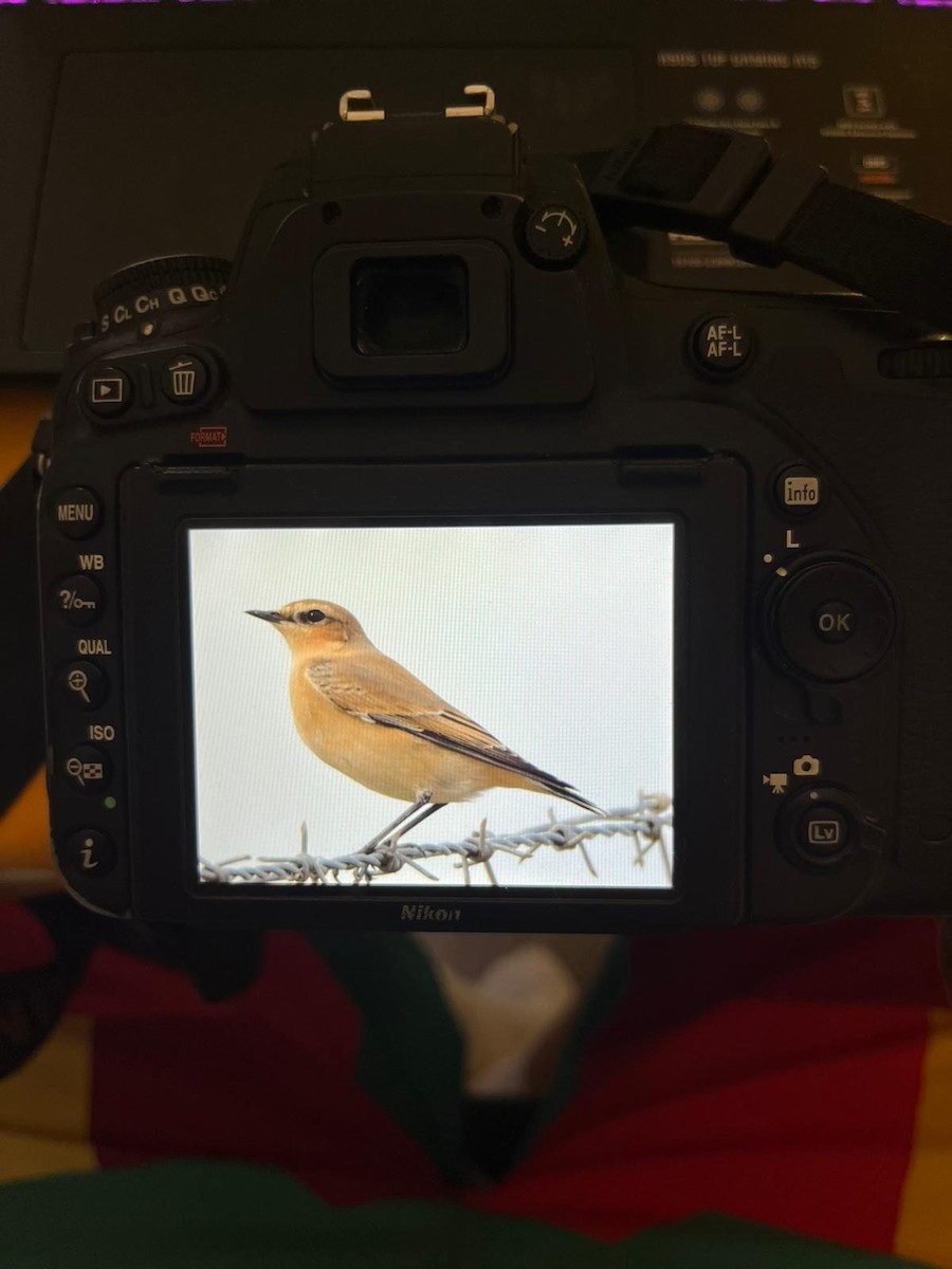 Northern Wheatear - ML642380515