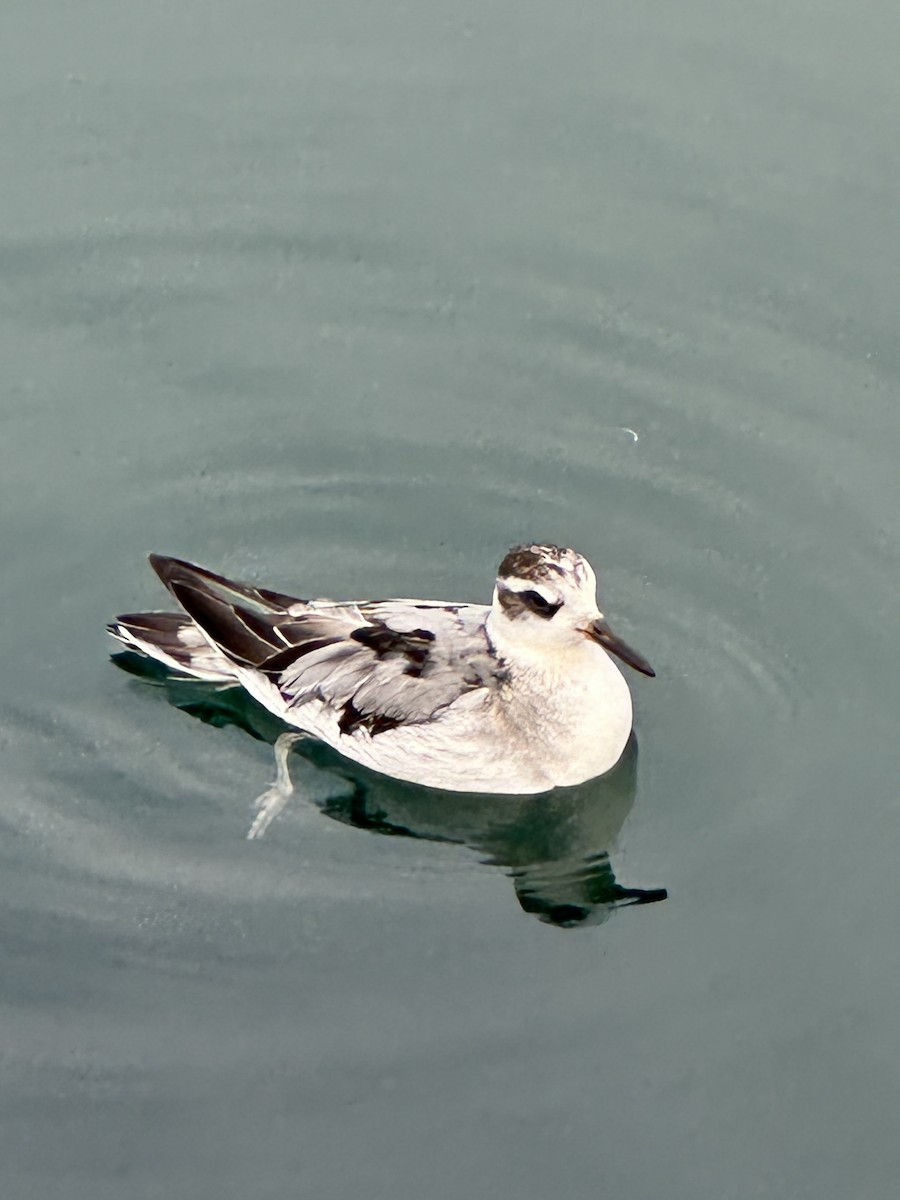 Red Phalarope - ML642380518