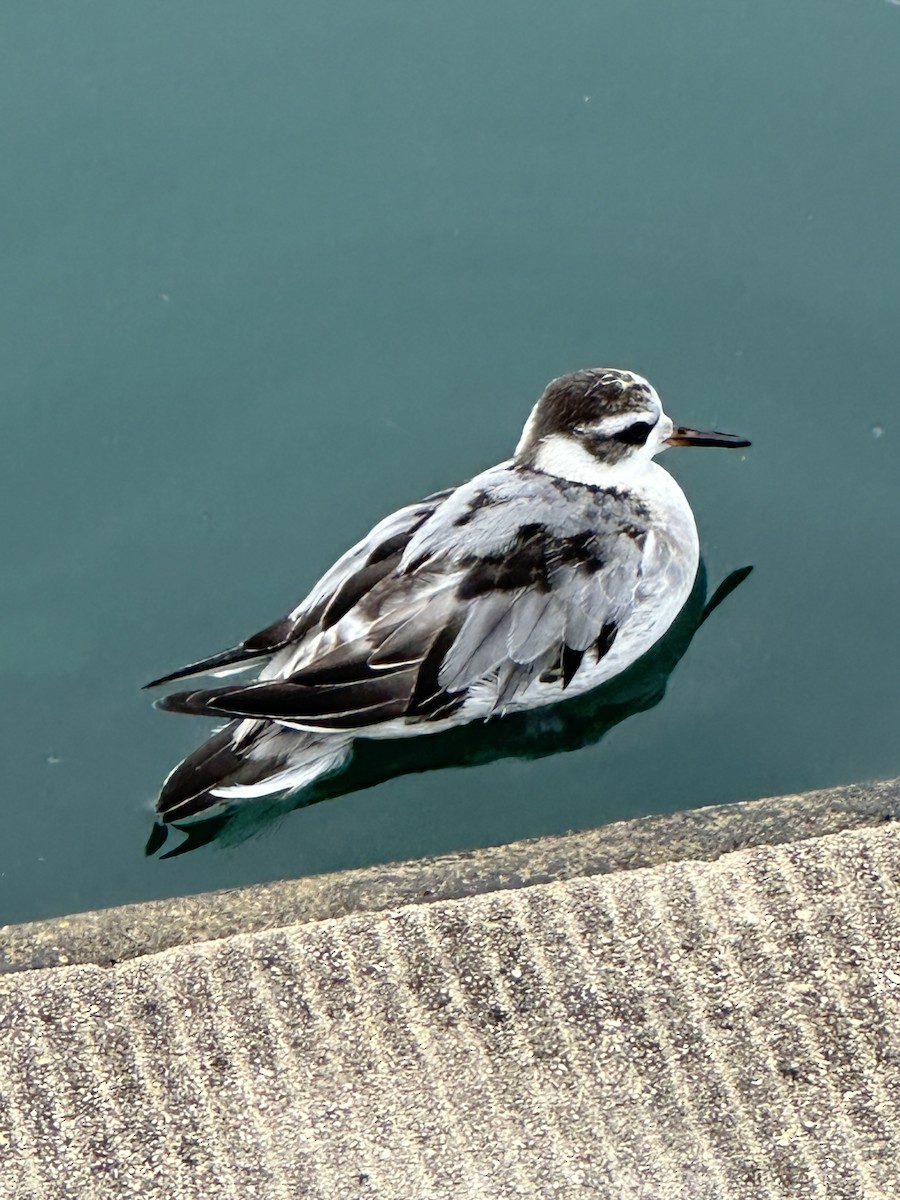 Red Phalarope - ML642380530