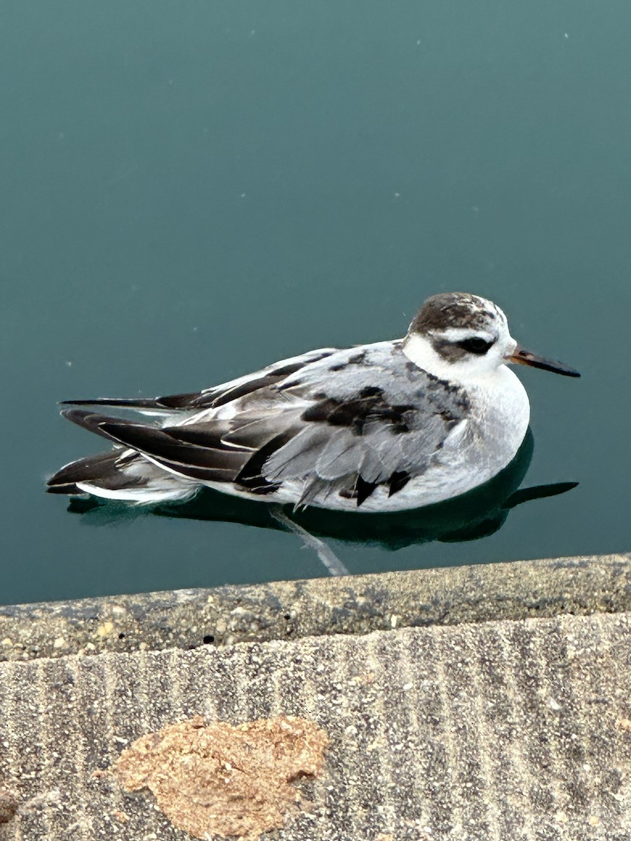 Red Phalarope - ML642380532