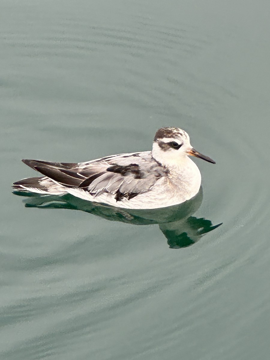 Red Phalarope - ML642380536