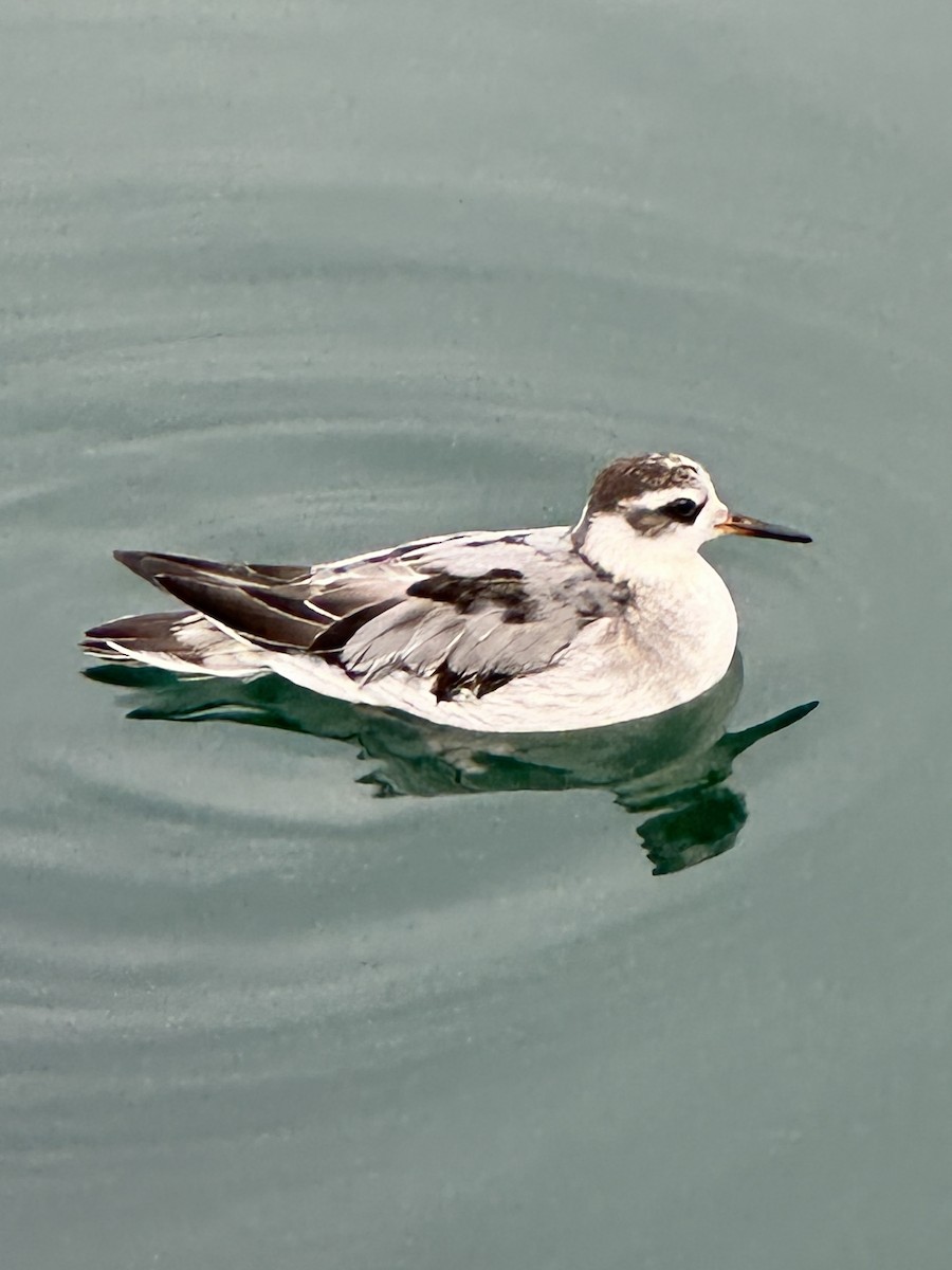 Red Phalarope - ML642380537