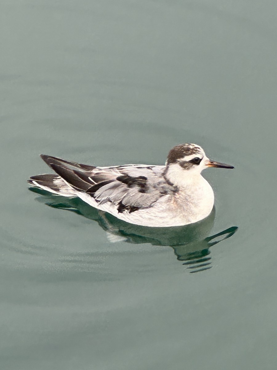 Red Phalarope - ML642380539