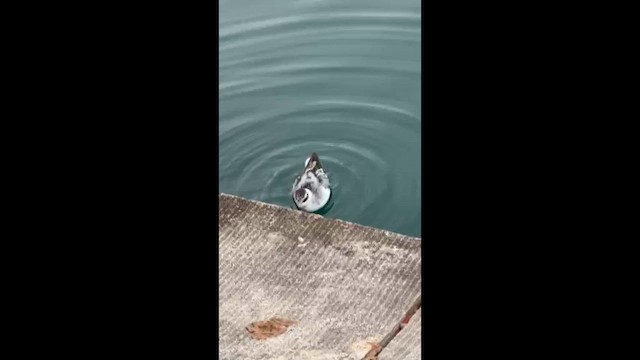 Red Phalarope - ML642380541