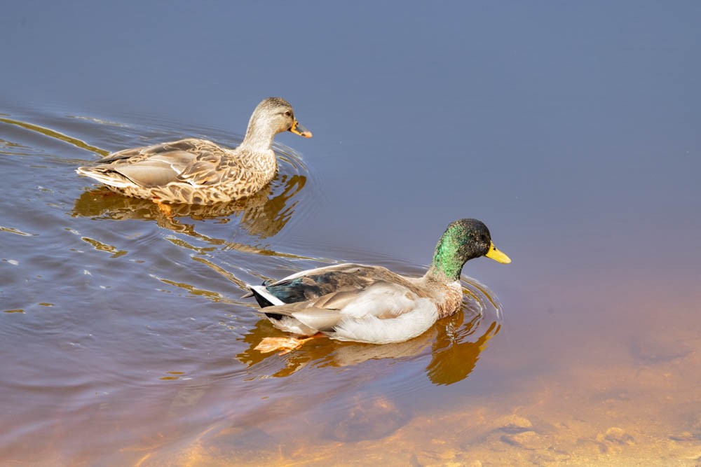 Mallard - ML642380582