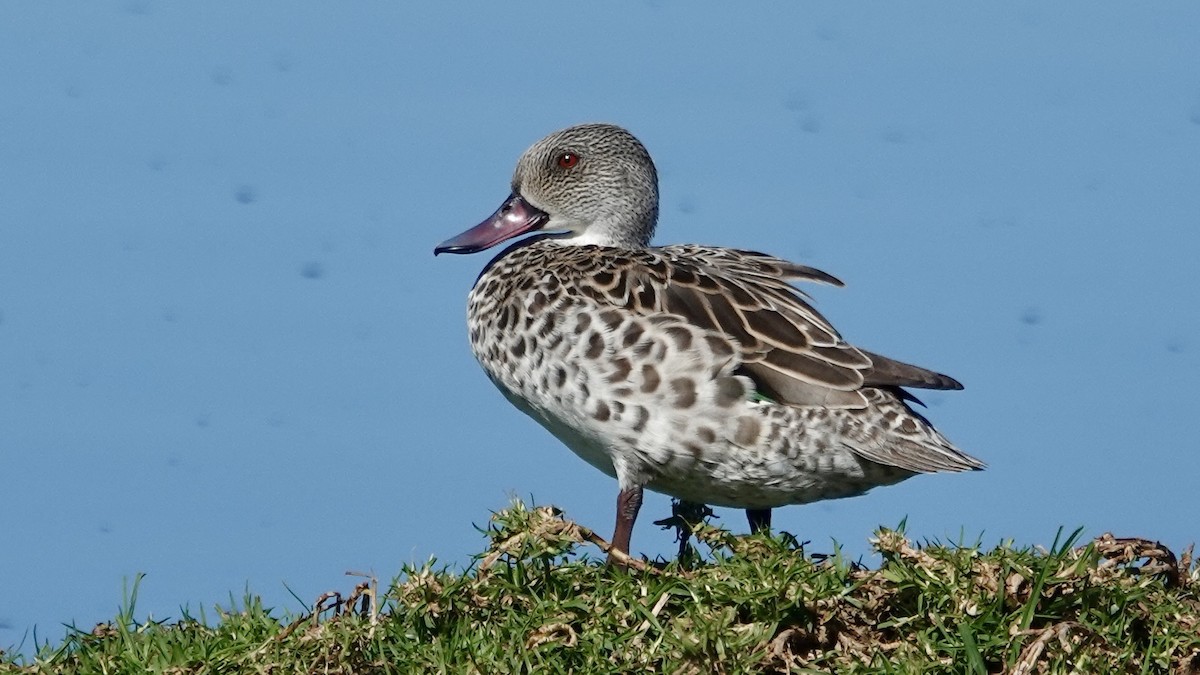 Cape Teal - ML642380585