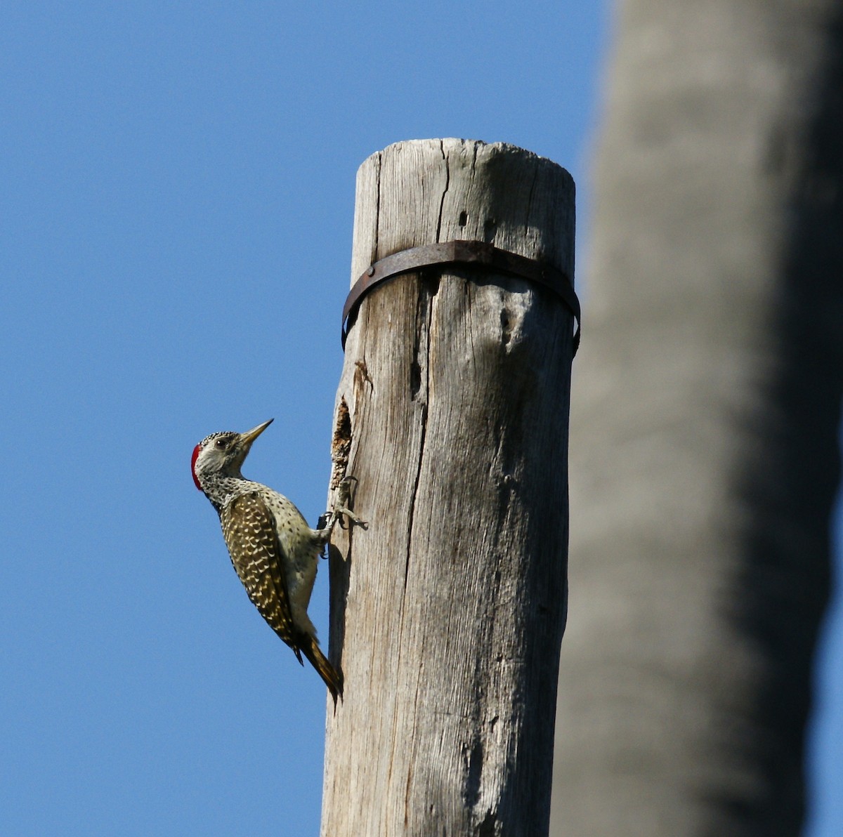 Nubian Woodpecker - ML642380593