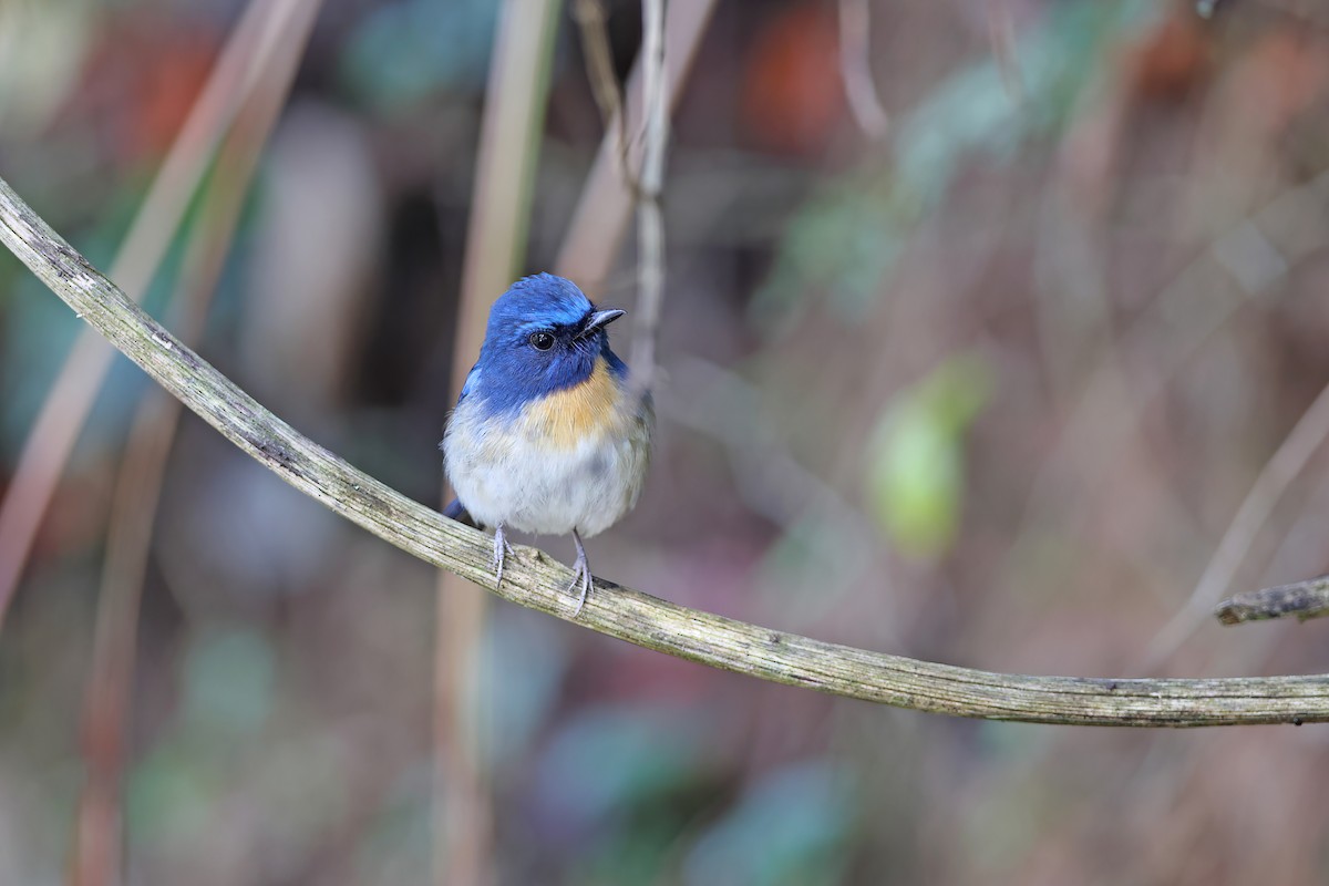 Hainan Blue Flycatcher - ML642380601