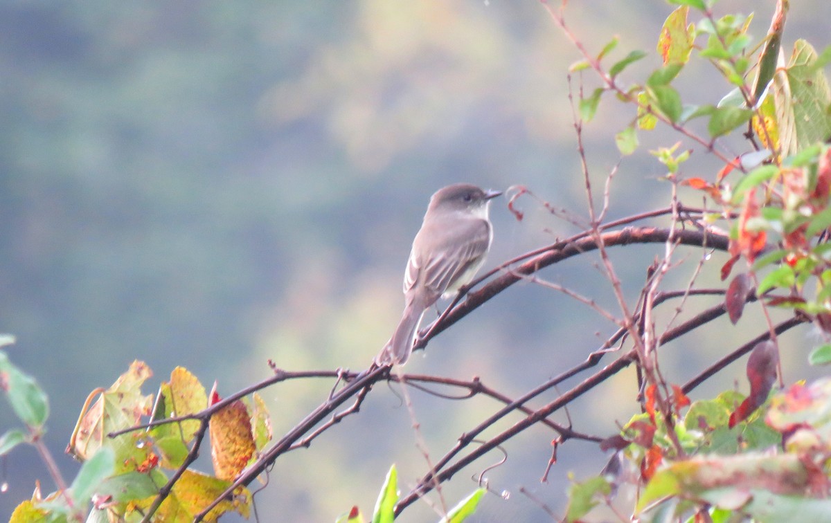 Eastern Phoebe - ML642380603