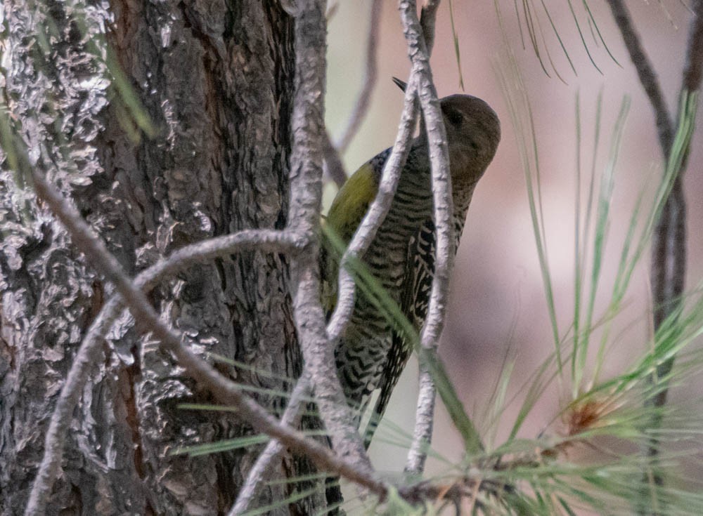 Williamson's Sapsucker - ML642380605