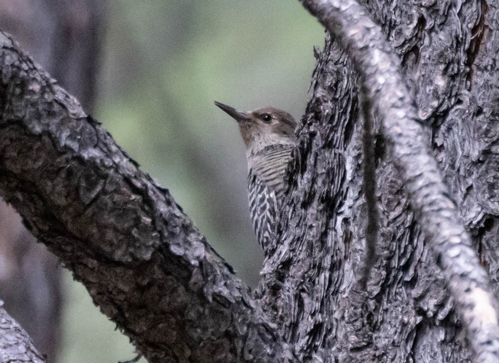 Williamson's Sapsucker - ML642380606