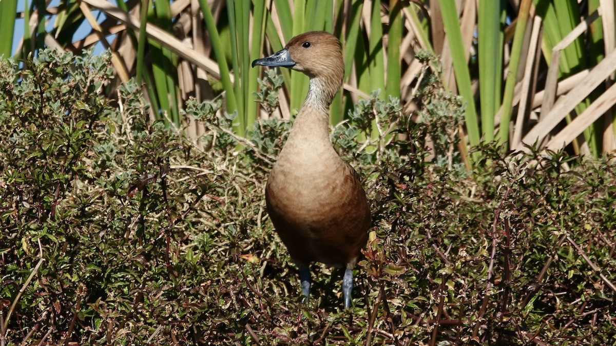 Fulvous Whistling-Duck - ML642380607