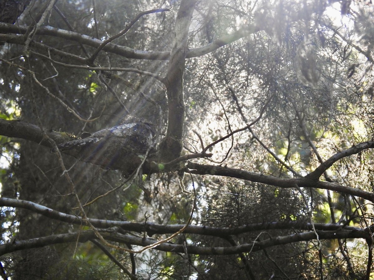 Hodgson's Frogmouth - ML642380619