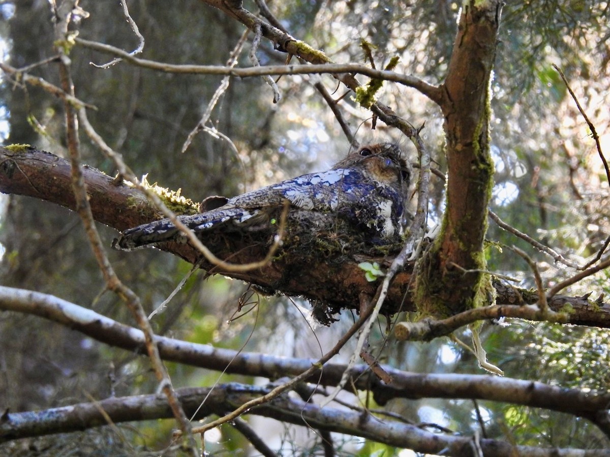Hodgson's Frogmouth - ML642380621