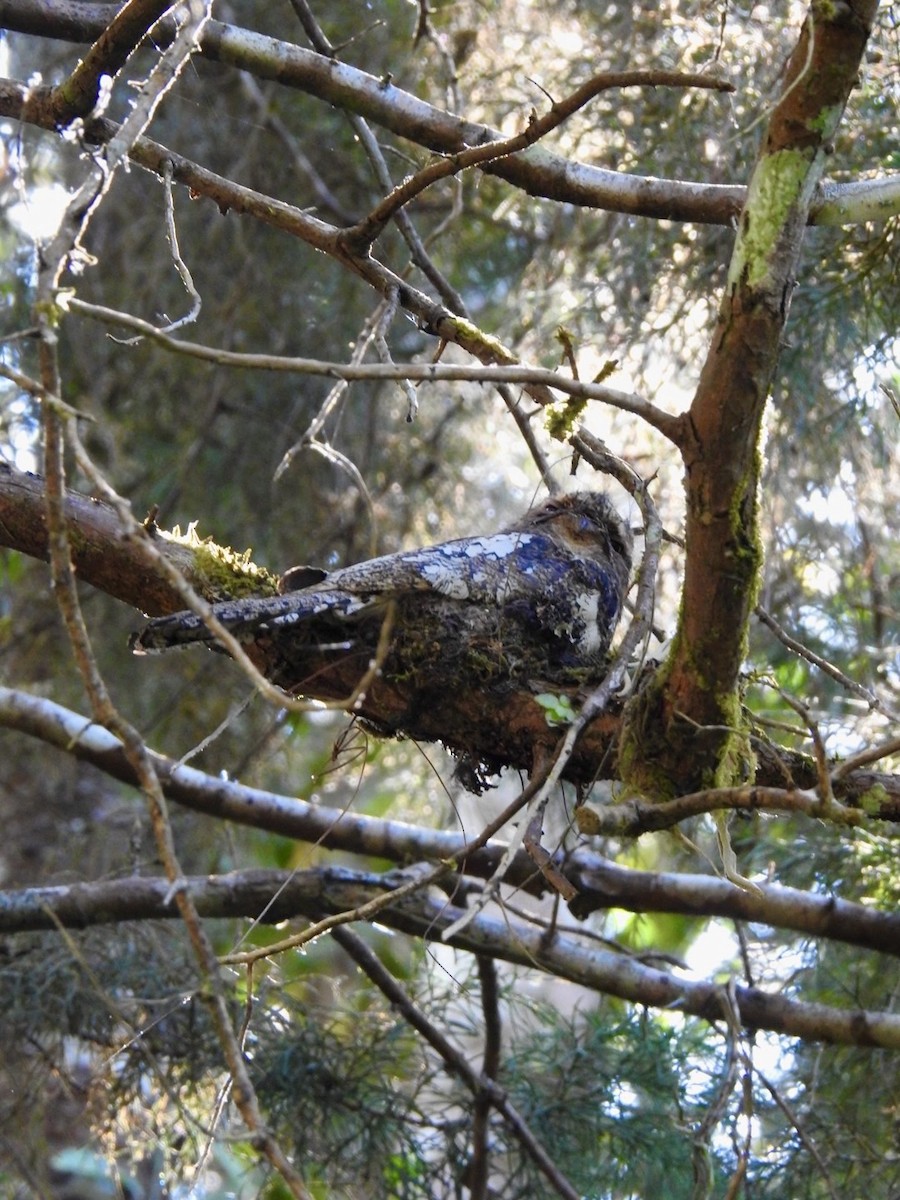 Hodgson's Frogmouth - ML642380622