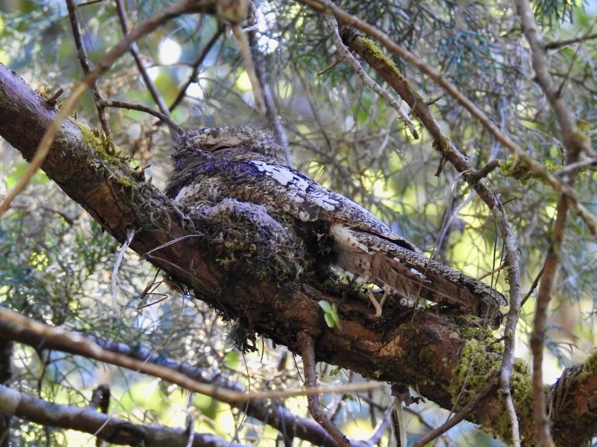 Hodgson's Frogmouth - ML642380623