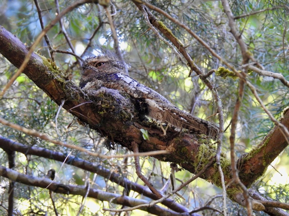 Hodgson's Frogmouth - ML642380624