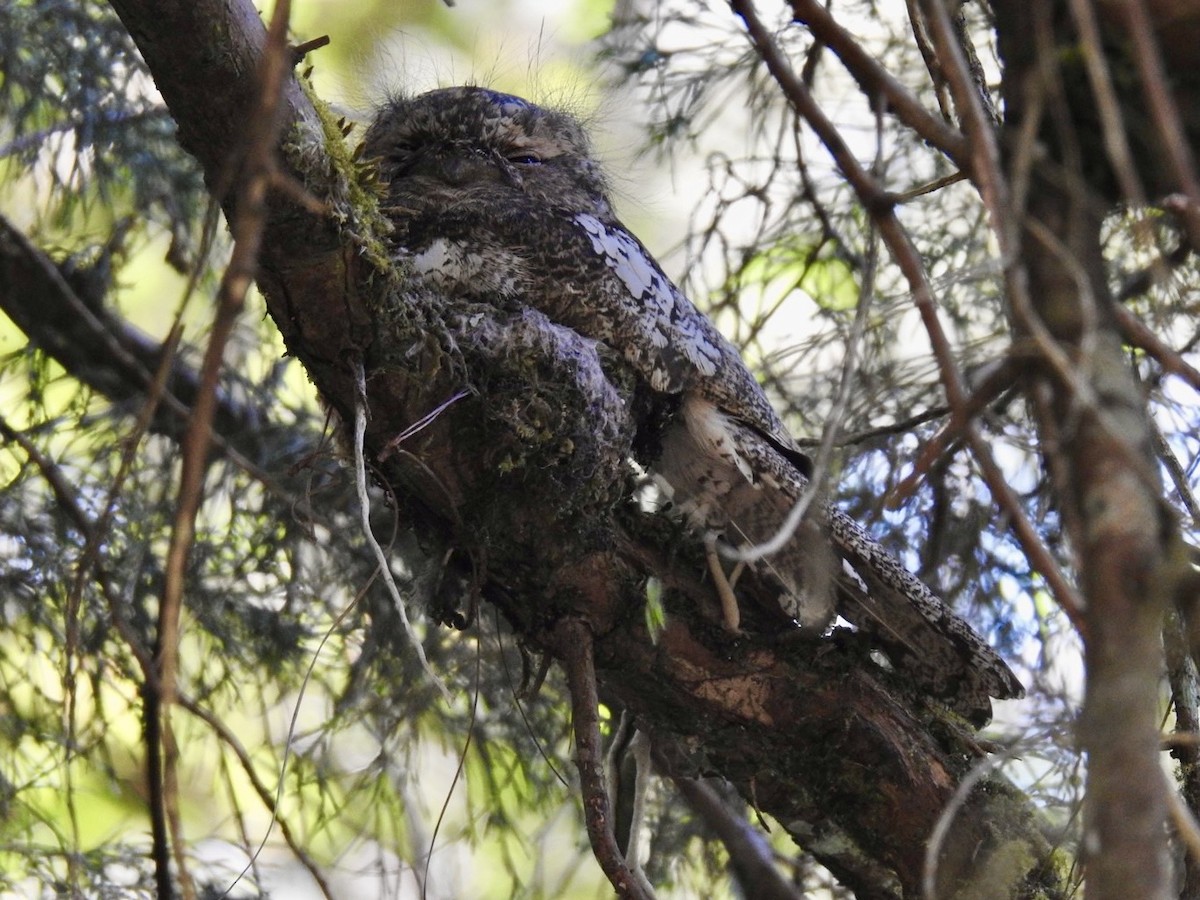 Hodgson's Frogmouth - ML642380625