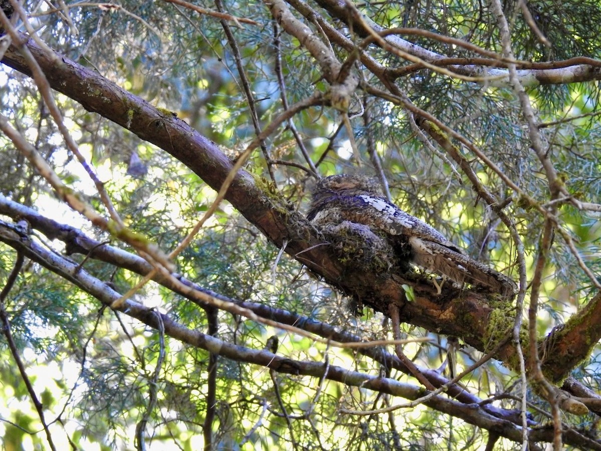 Hodgson's Frogmouth - ML642380626