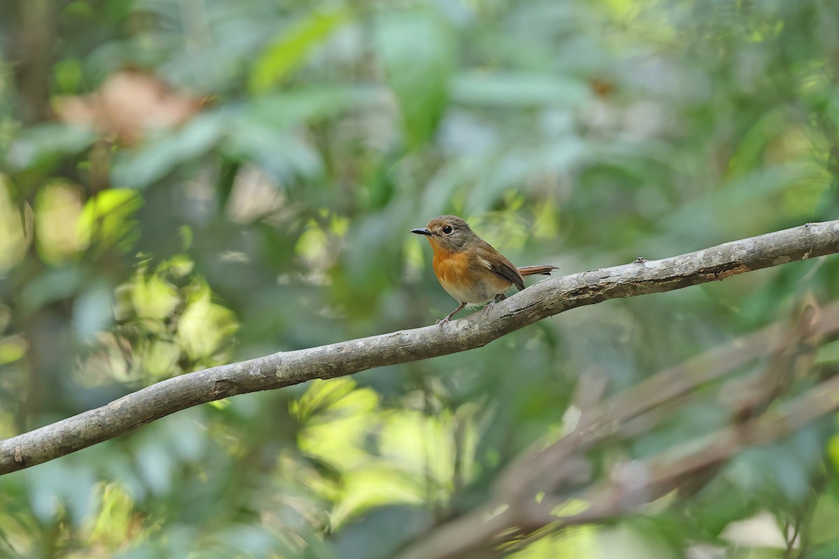 Hainan Blue Flycatcher - ML642380633