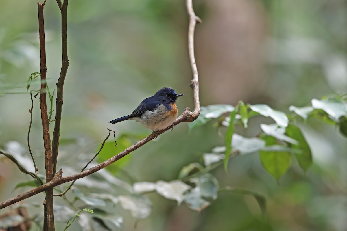 Hainan Blue Flycatcher - ML642380634