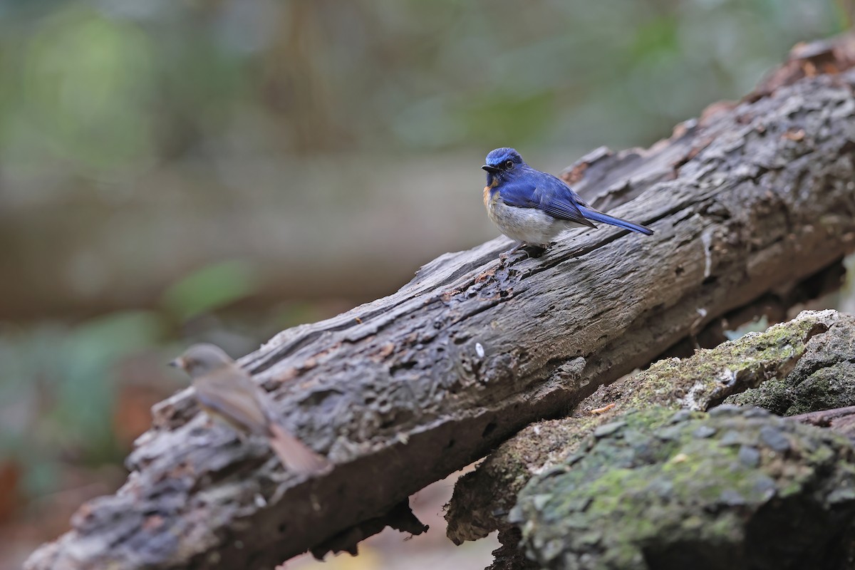 Hainan Blue Flycatcher - ML642380635