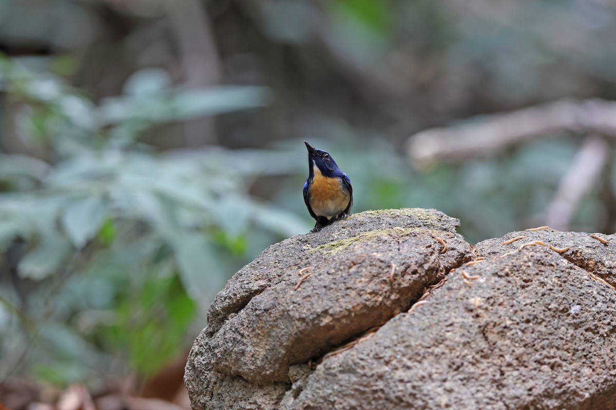 Hainan Blue Flycatcher - ML642380636