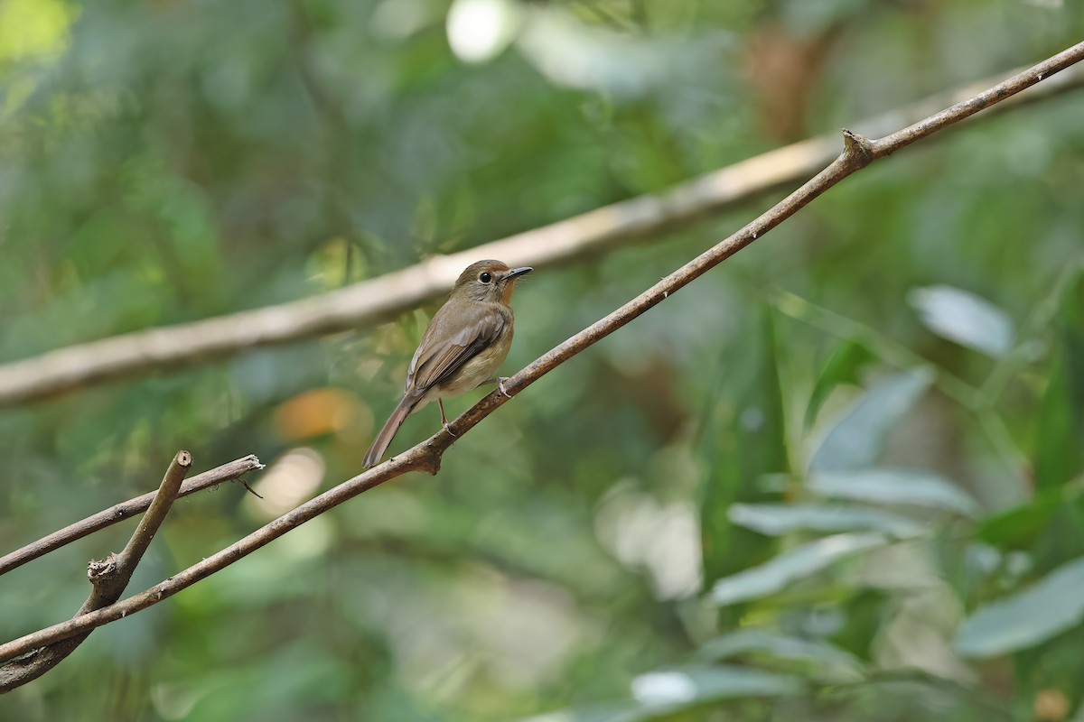 Hainan Blue Flycatcher - ML642380637