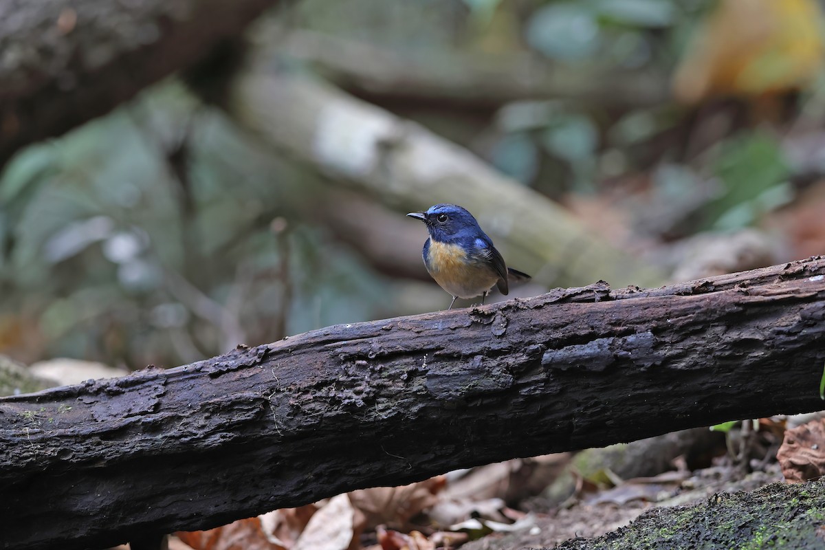 Hainan Blue Flycatcher - ML642380638