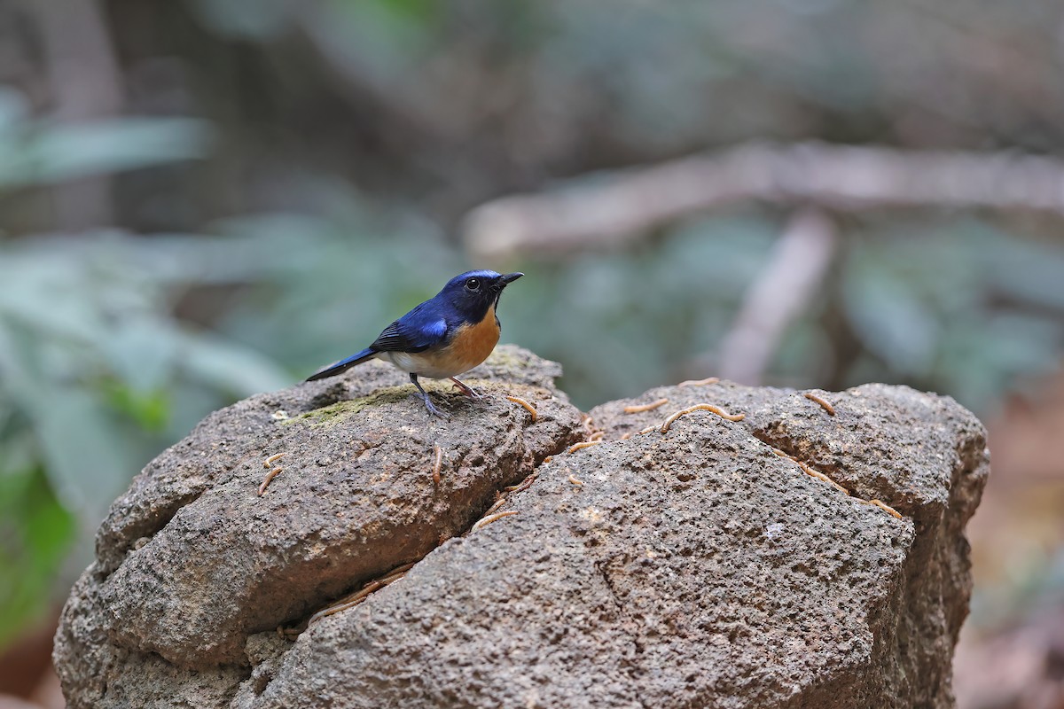 Hainan Blue Flycatcher - ML642380639