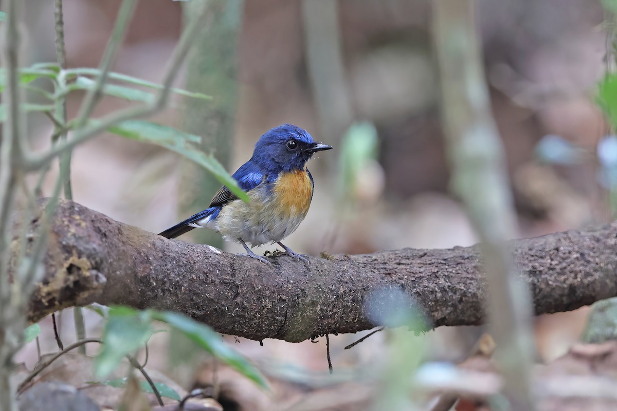 Hainan Blue Flycatcher - ML642380645
