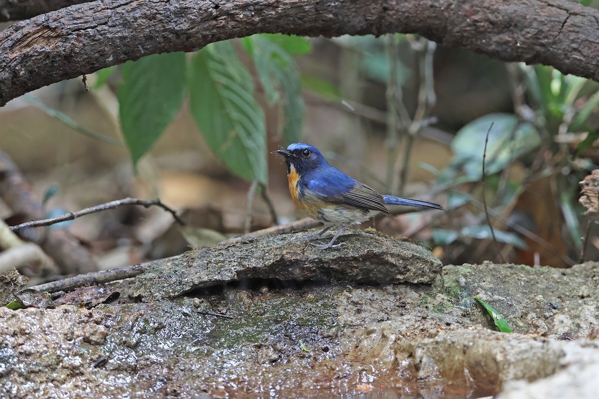 Hainan Blue Flycatcher - ML642380646