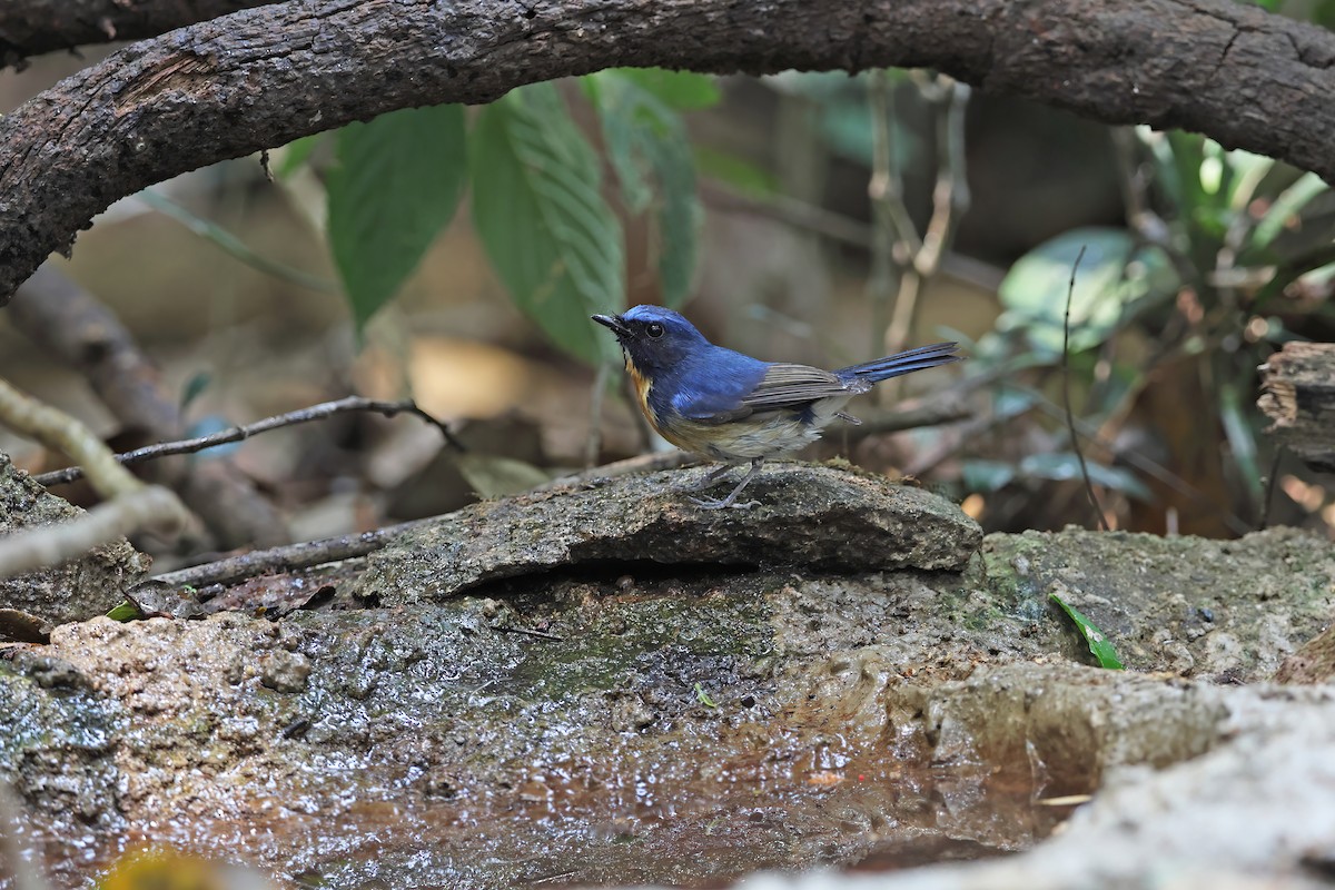 Hainan Blue Flycatcher - ML642380647