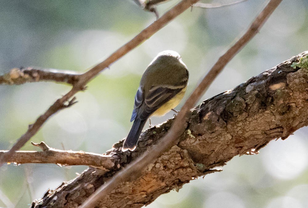 Hammond's/Dusky Flycatcher - ML642380661