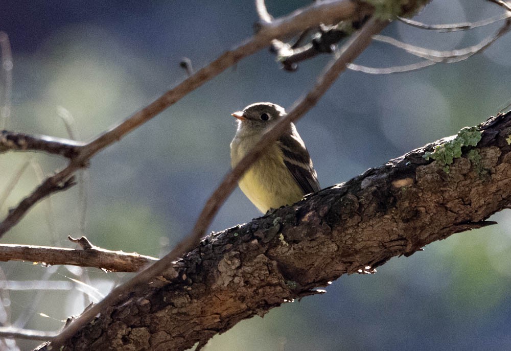 Hammond's/Dusky Flycatcher - ML642380662