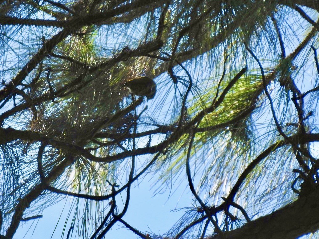 Speckled Piculet - ML642380668
