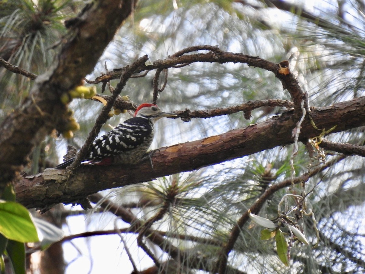 Stripe-breasted Woodpecker - ML642380677