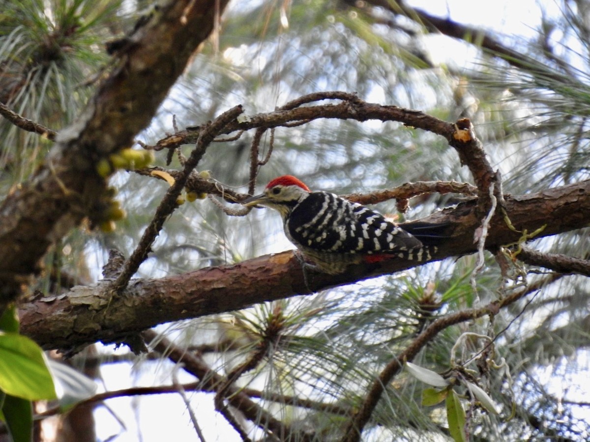 Stripe-breasted Woodpecker - ML642380678