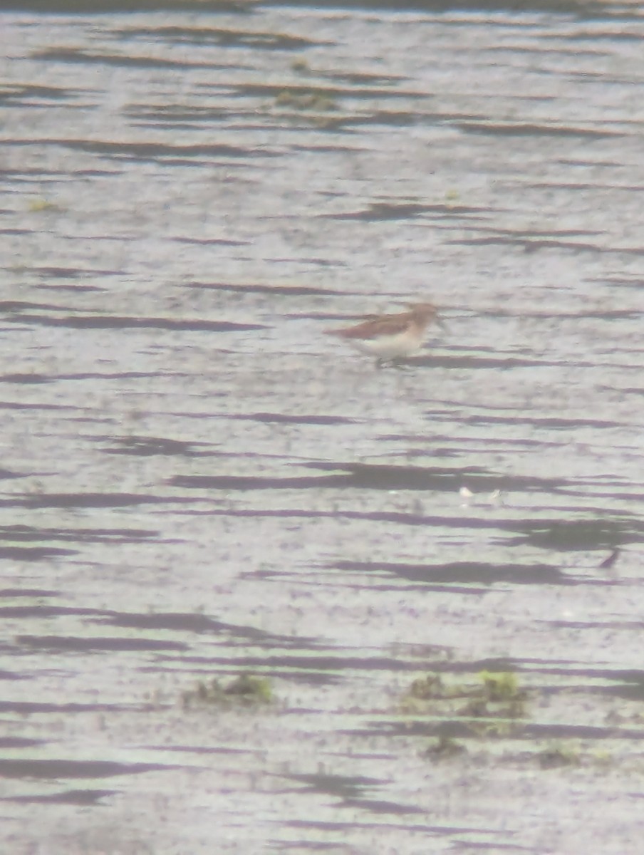 Least Sandpiper - ML642380680