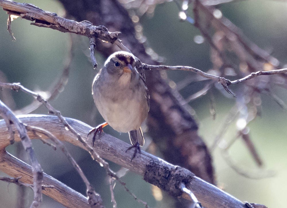 White-crowned Sparrow - ML642380705