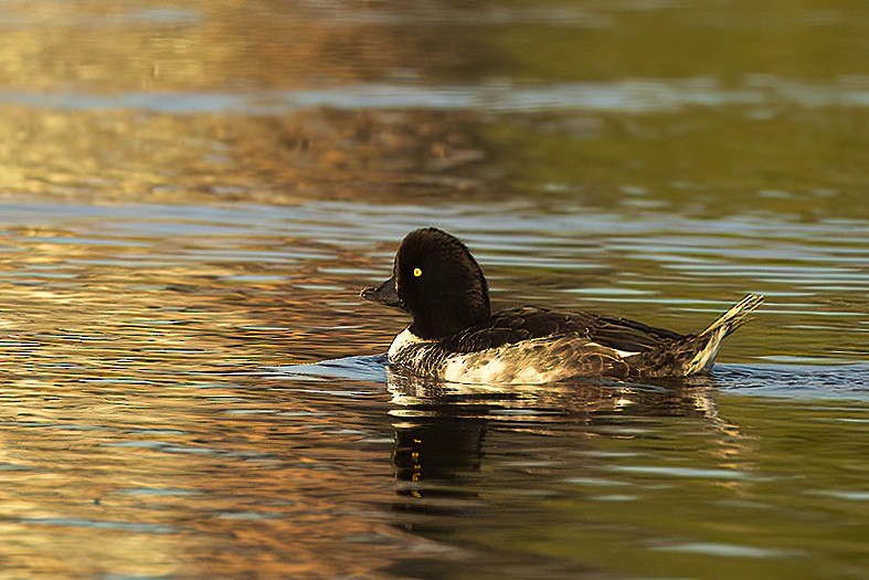 Barrow's Goldeneye - ML642380707