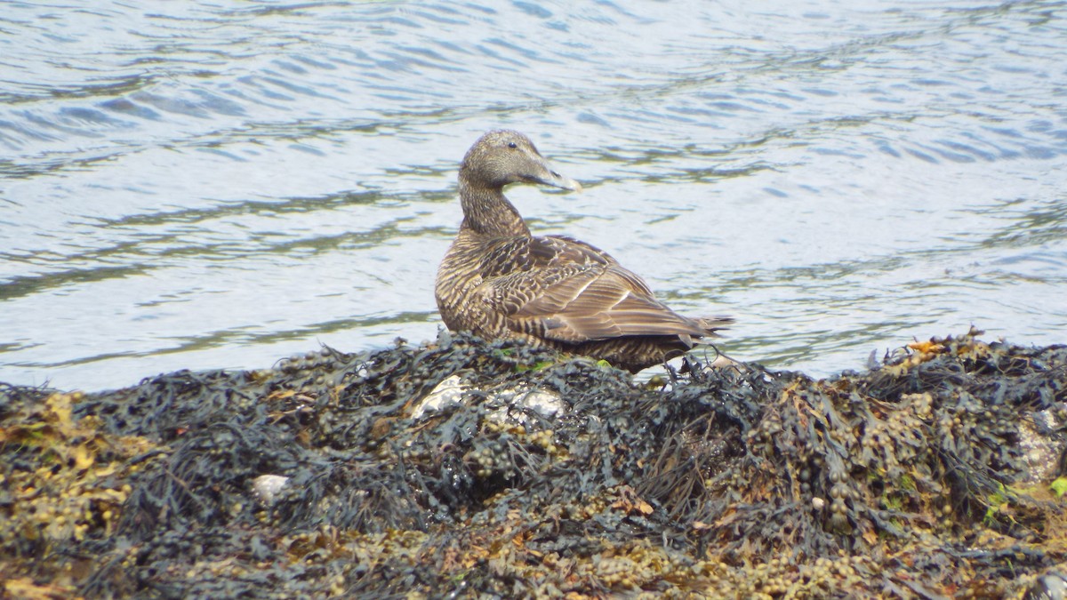Common Eider - ML642380715