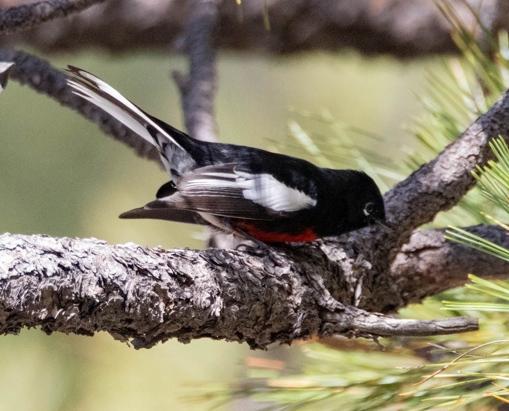 Painted Redstart - ML642380722
