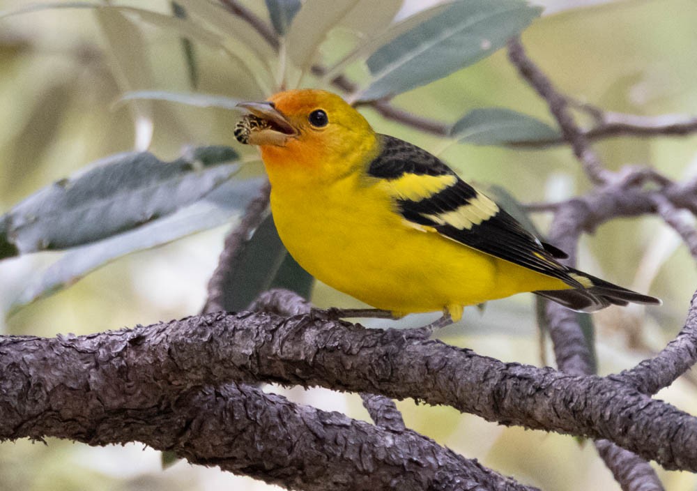 Western Tanager - ML642380732