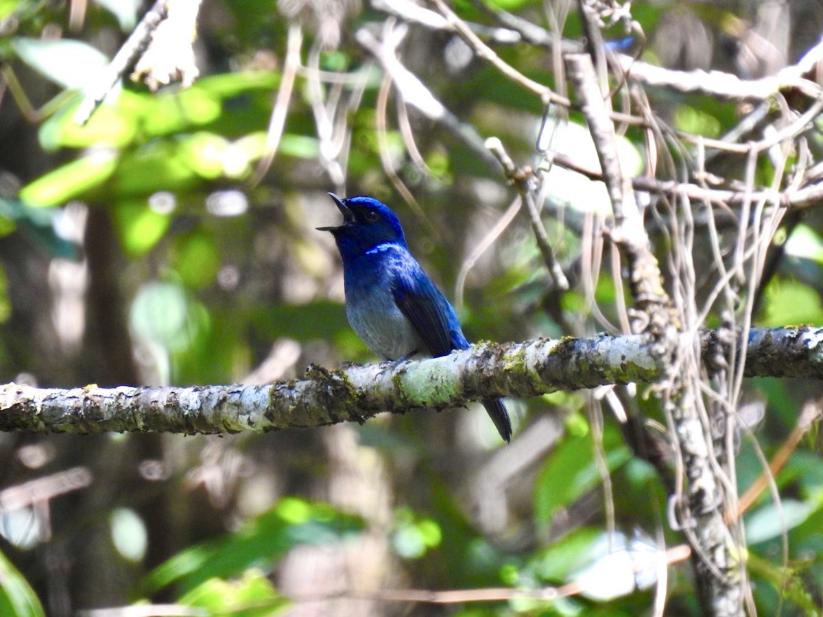Small Niltava - ML642380736
