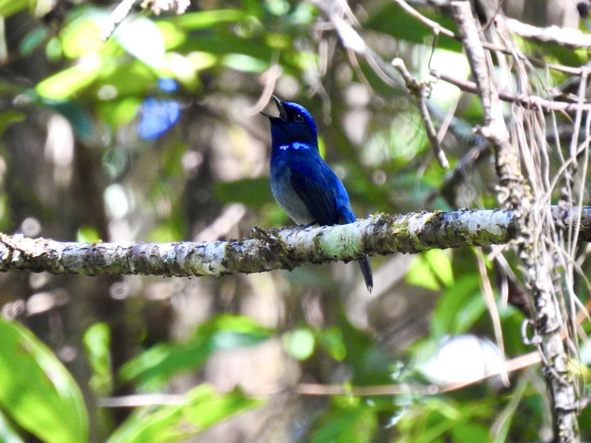Small Niltava - ML642380737