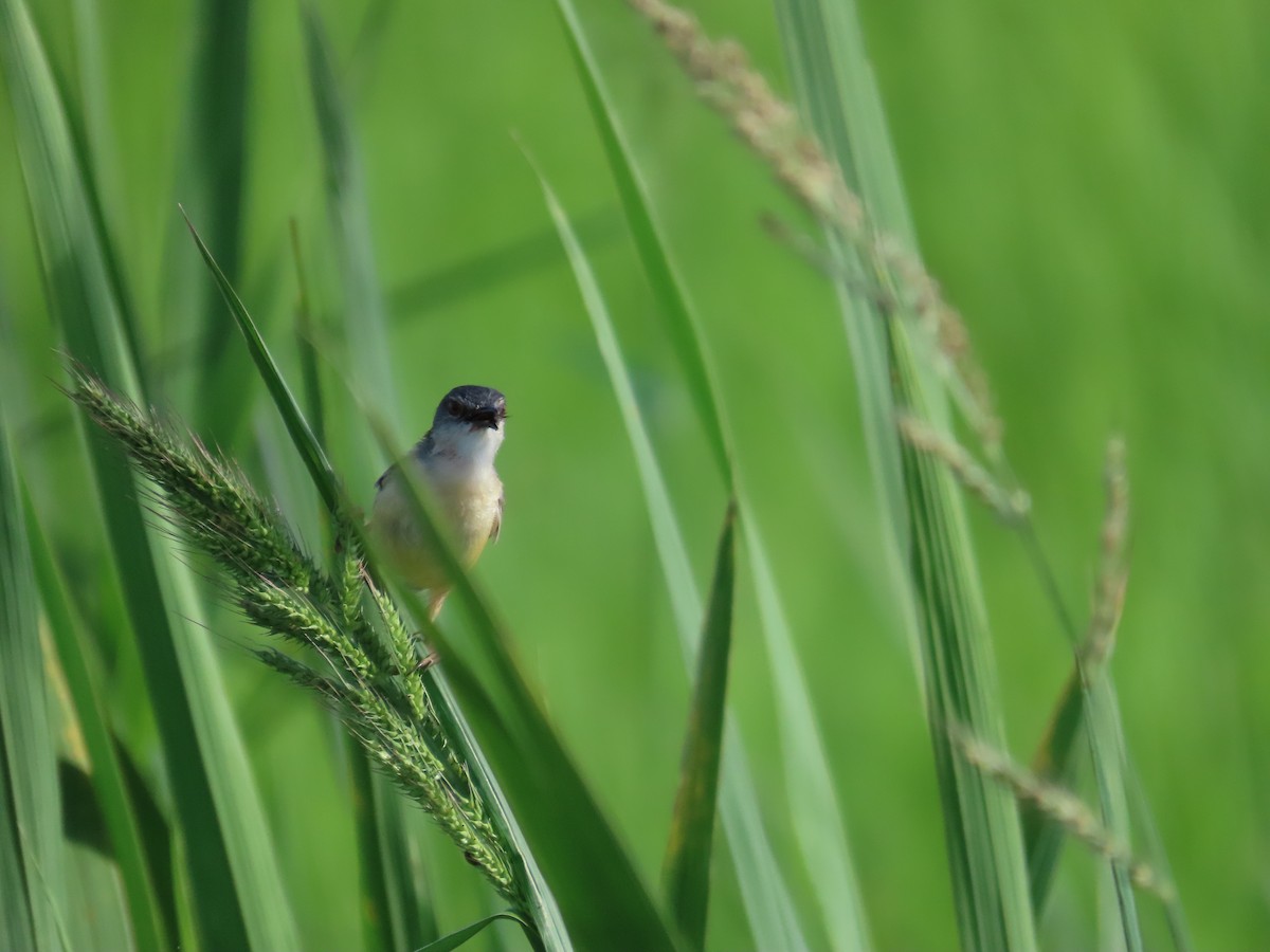 Yellow-bellied Prinia - ML642380740