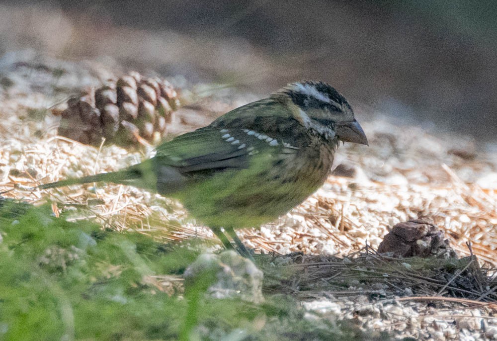 Rose-breasted/Black-headed Grosbeak - ML642380743