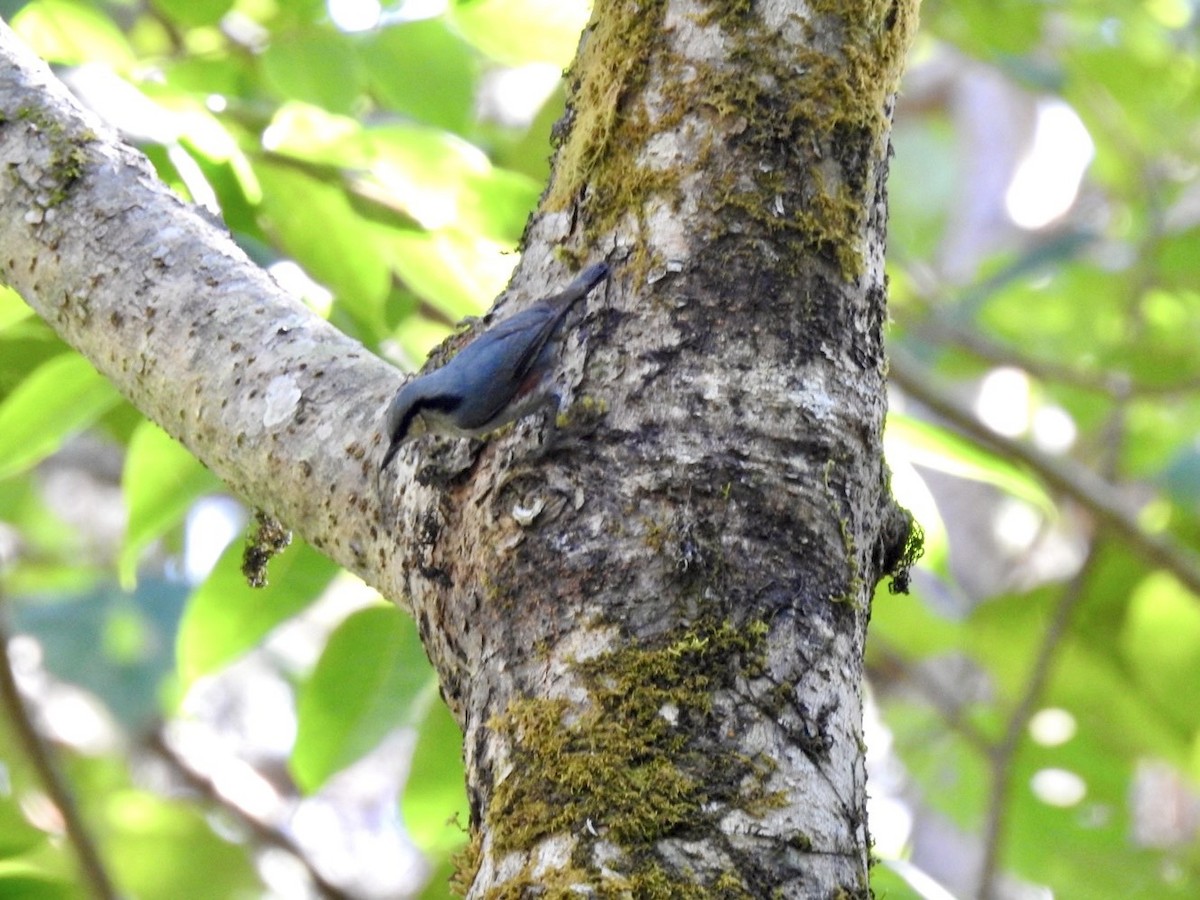 Chestnut-vented Nuthatch - ML642380750
